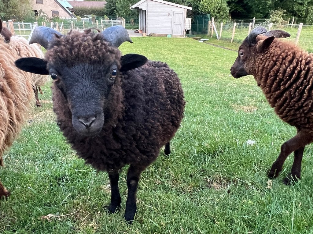 ouessant ram lam zwart, Mannelijk, Schaap, 0 tot 2 jaar
