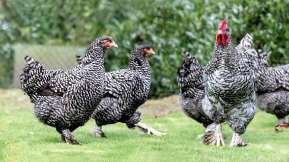 Mechelse hoen kuikens (1 maand), Meerdere dieren, Kip