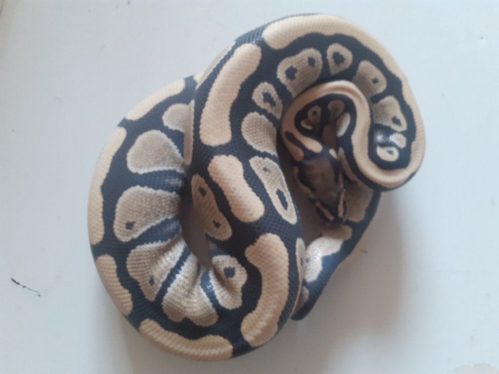 1.3 Python regius desert ghost combo Ball Python photo 2