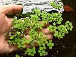 Salvinia Natans, Enlèvement, Plante(s), Pierre ou Bois