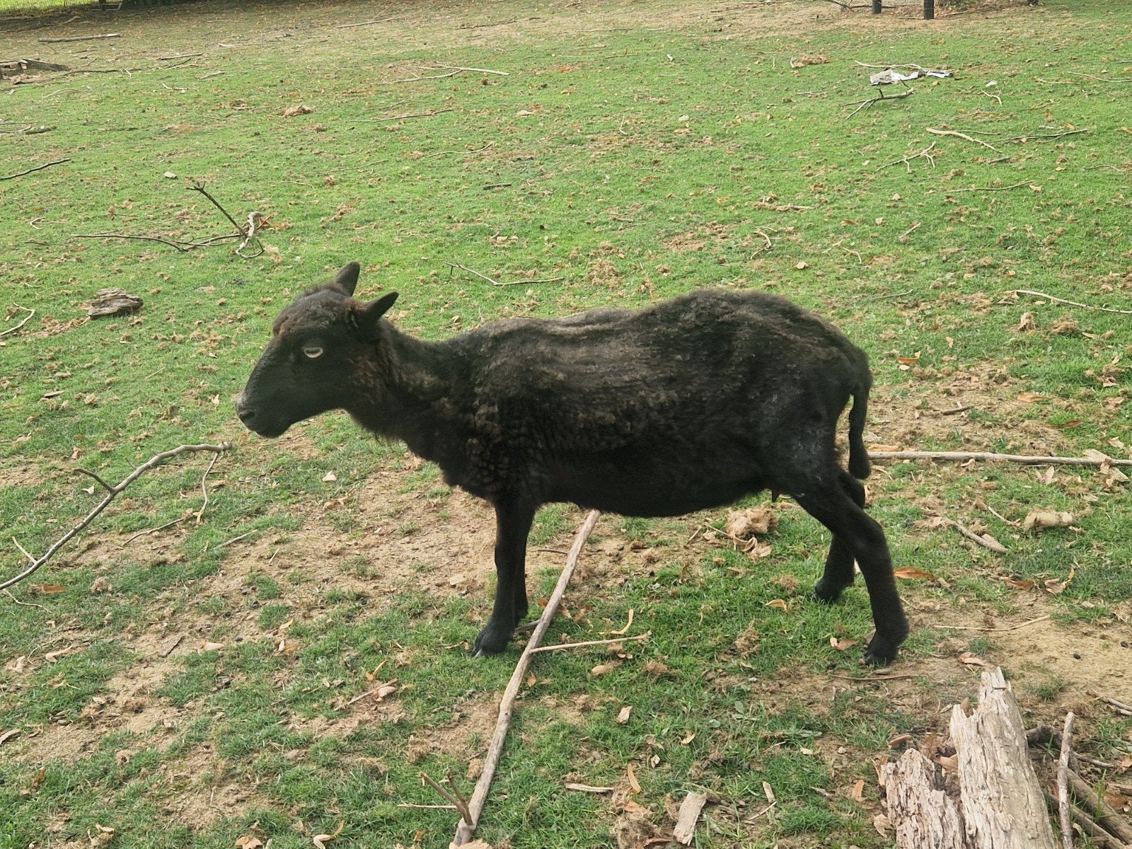 ouessant ooi, Femelle, Mouton, 3 à 5 ans