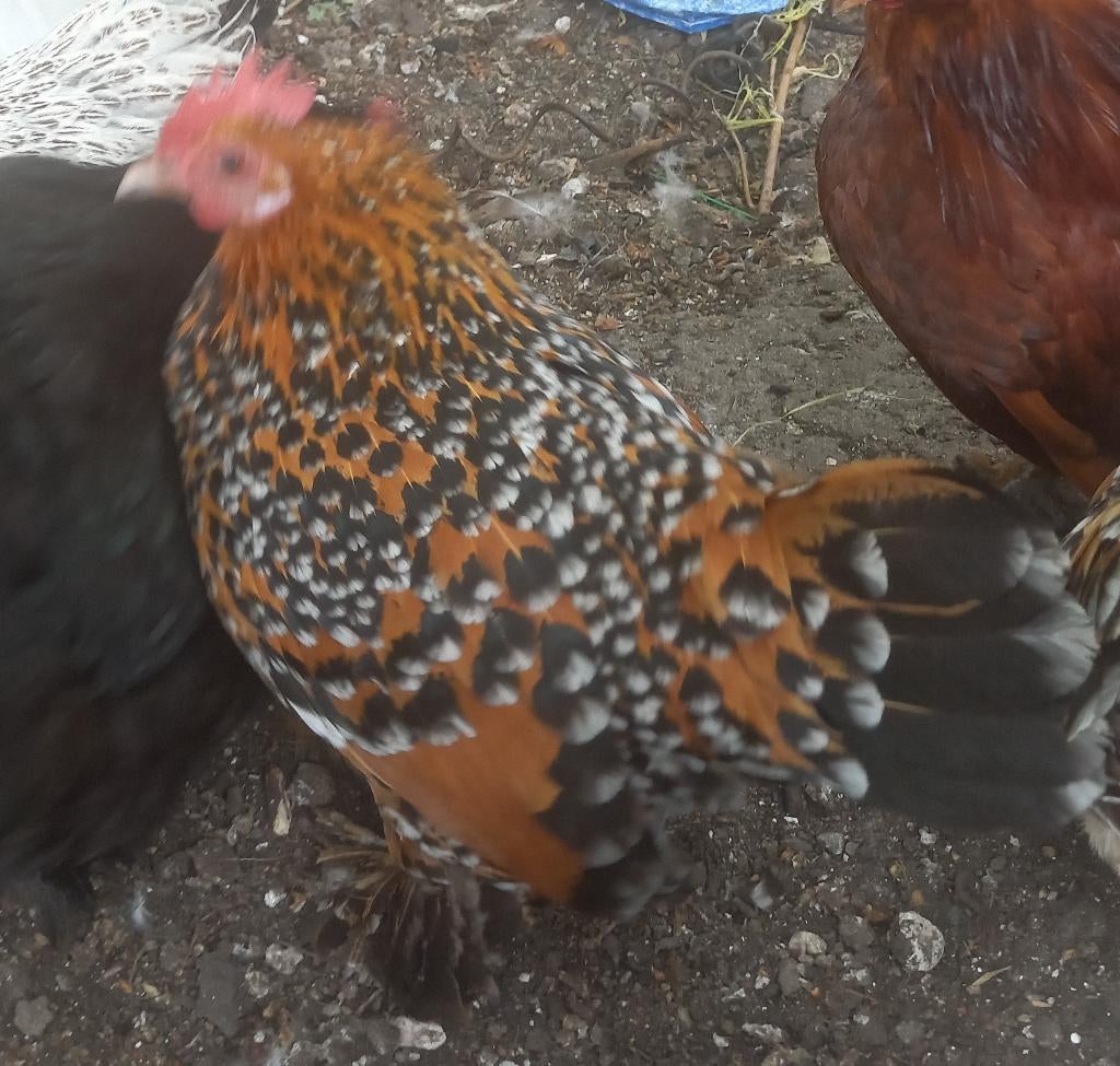 sabelpoot kriel 2 hennen, porselein en bruin, Vrouwelijk, Kip