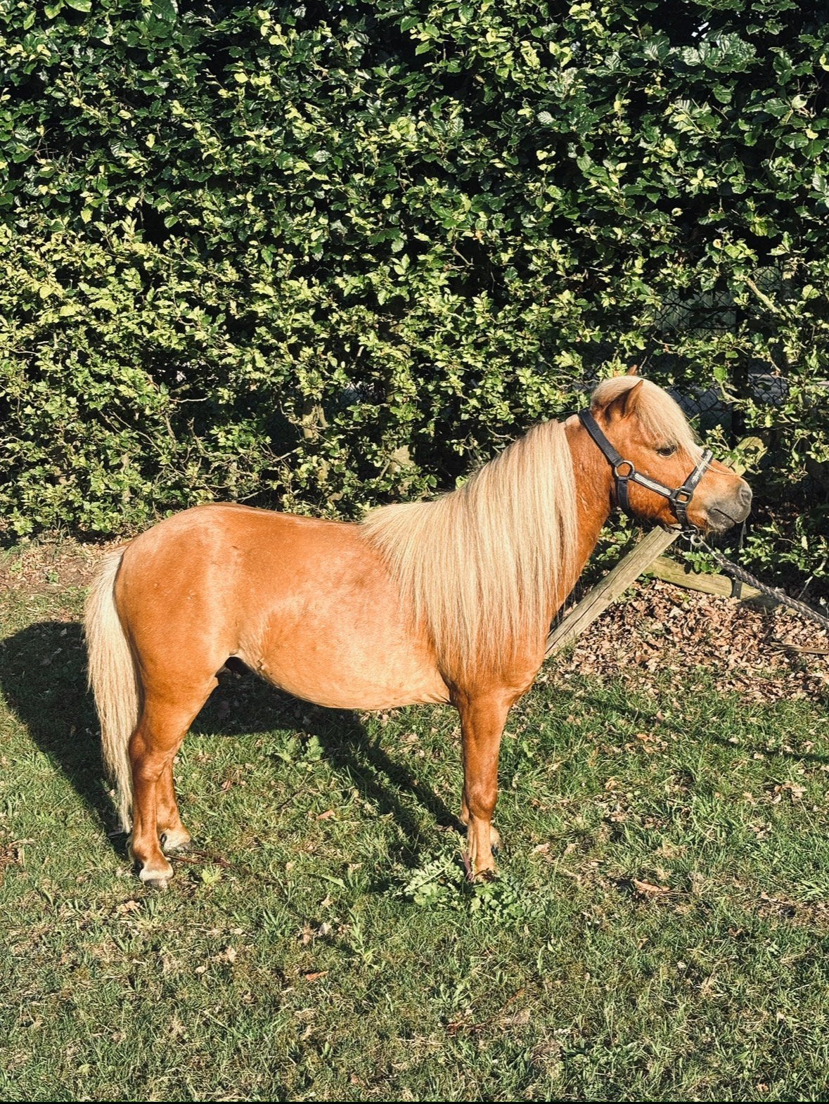 Minipaard hengst, Dieren en Toebehoren, Hengst, Gechipt, 3 tot 6 jaar