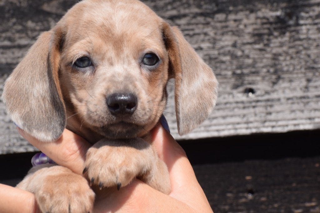 Teckel pups dashond, Dieren en Toebehoren, Honden | Teckels en Dashonden, België, 8 tot 15 weken, Korthaar, Dwerg