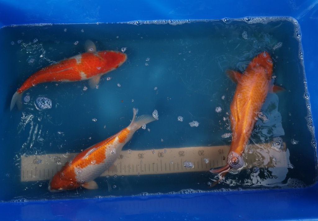 3 koïs japonaises., Carpe ou Koï