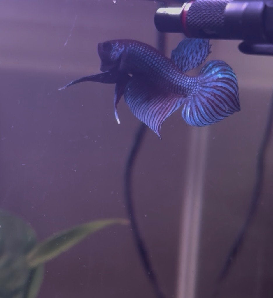 Betta mahachaiensis kempvis, Dieren en Toebehoren, Vis, Zoetwatervis