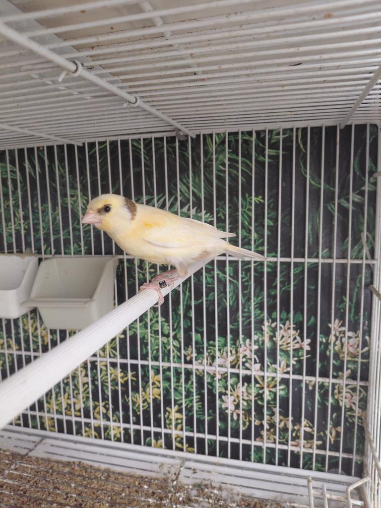 Canari femelle 2025