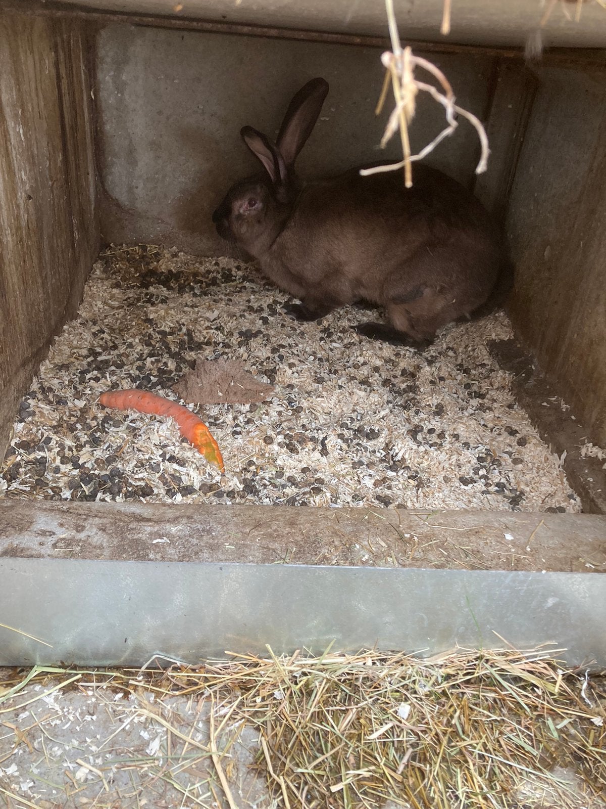 Konijn, Animaux & Accessoires, Animaux Autre, Février, Mâle