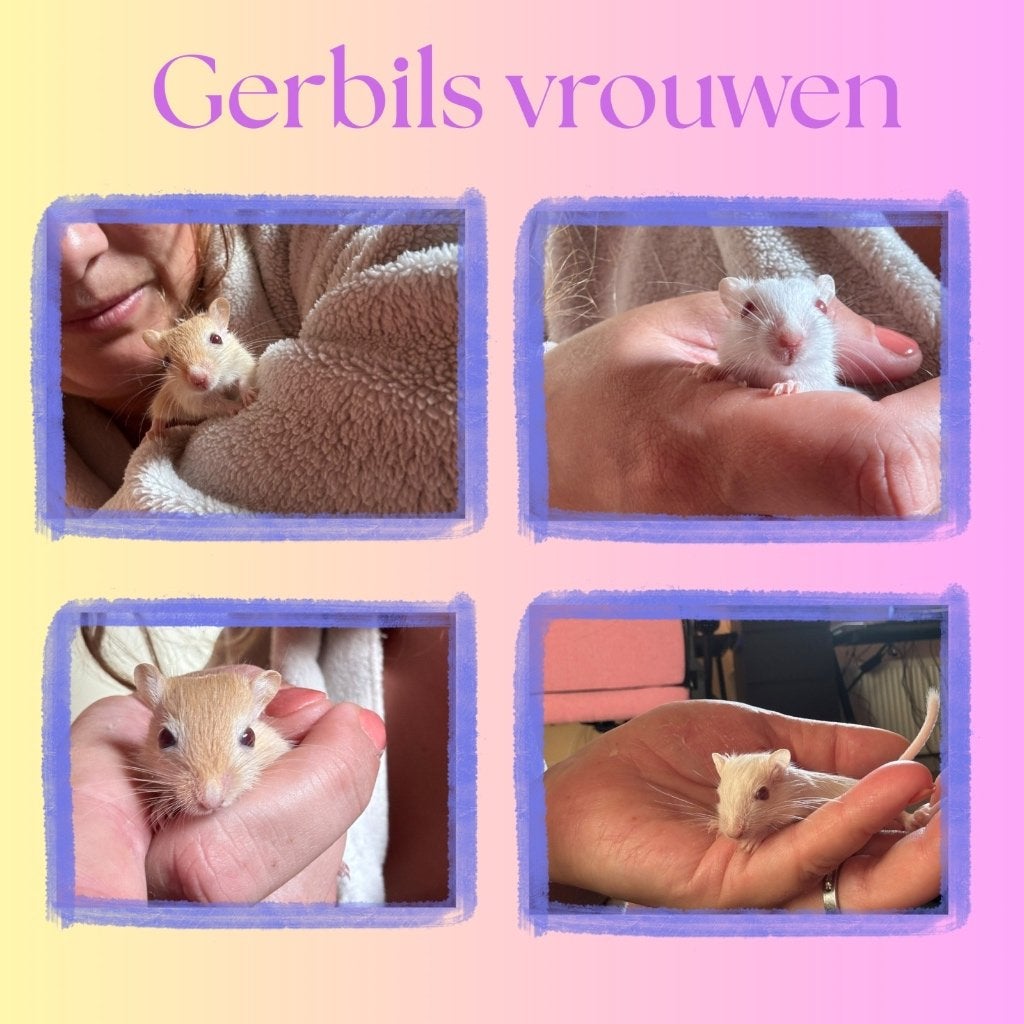 Gerbil jongen, Dieren en Toebehoren, Ophalen, Nieuw, Overige typen