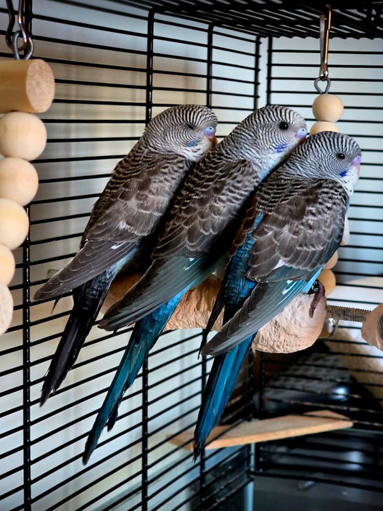 Blackwing grapsarkieten, Dieren en Toebehoren, Vogels | Parkieten en Papegaaien, Geringd