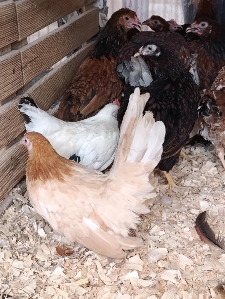 chabo et d'autres poules d'ornement 4+1 GRATUIT, Animaux & Accessoires, Femelle, Poule ou poulet