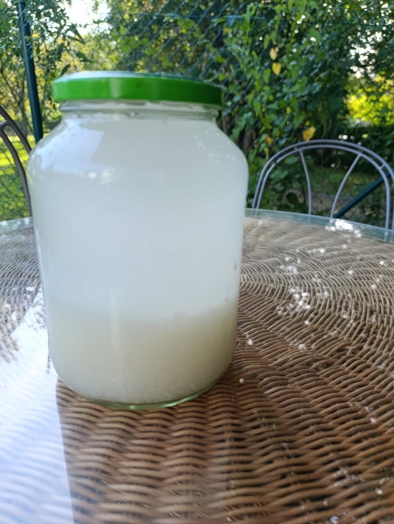 Graines de kefir a l'eau a donner., Enlèvement, Poudre ou Boisson