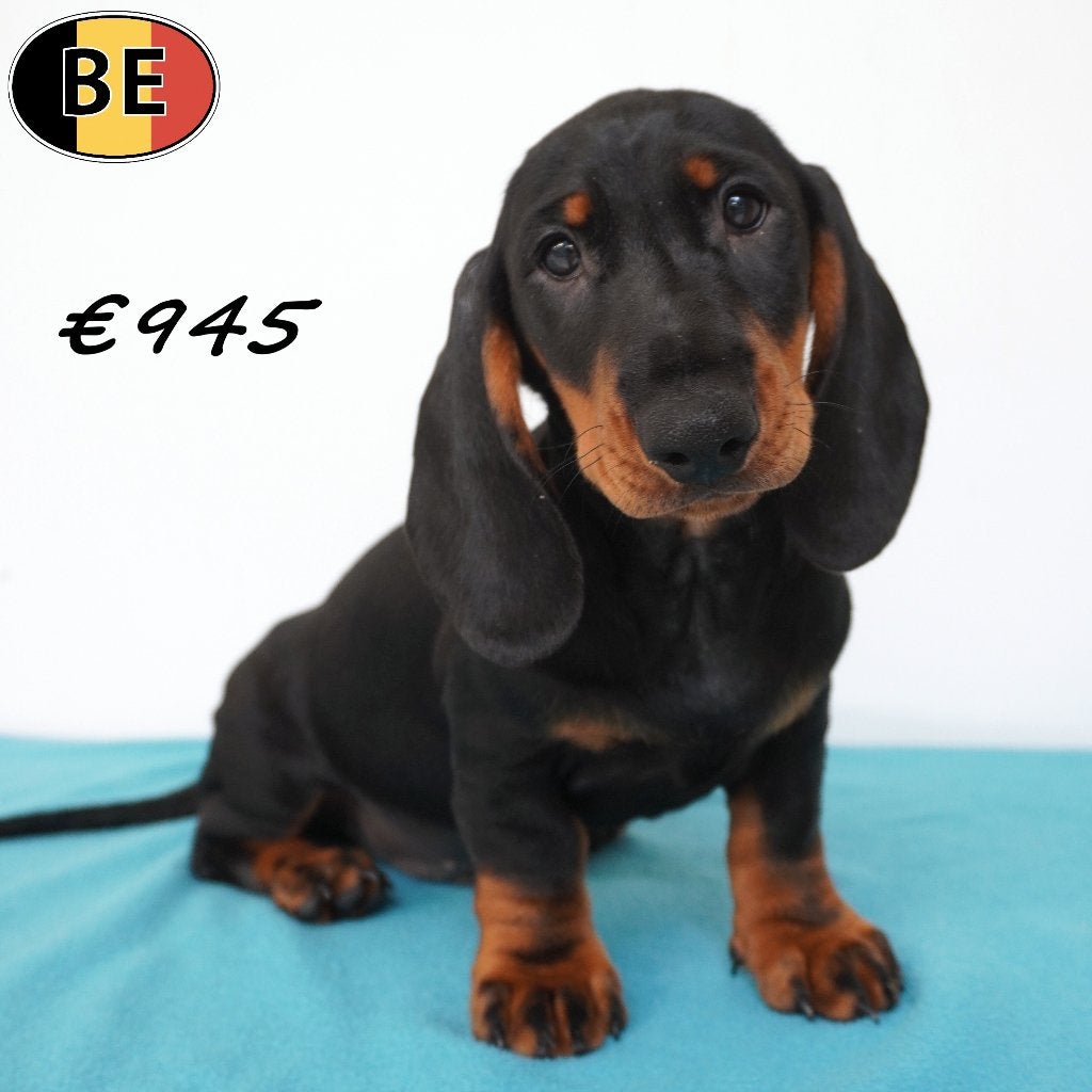 Teckel Korthaar (Black and Tan) Belgische pups te koop, Dieren en Toebehoren, Parvo, België, Standaard, Handelaar