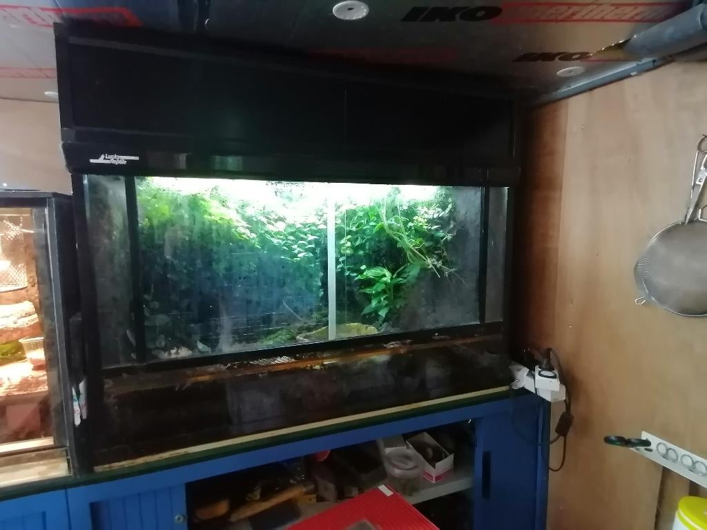 Kompleet terrarium met gifkikkers, Amphibien, Avec terrarium, 0 à 2 ans