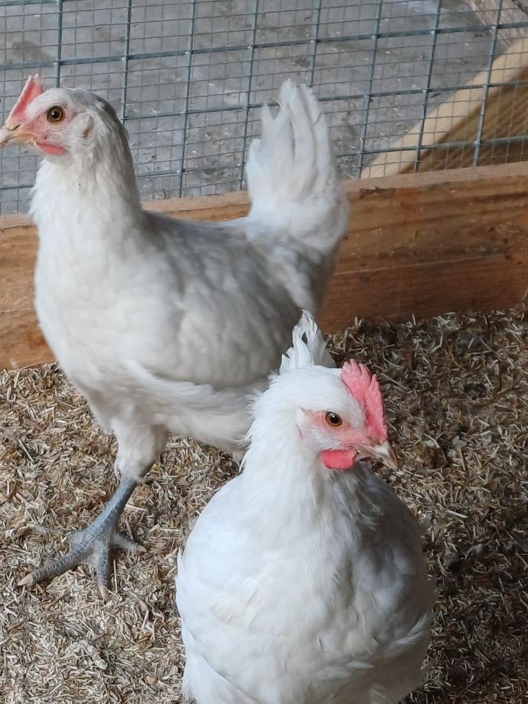 hennen poule de bresse, Dieren en Toebehoren, Pluimvee, Vrouwelijk, Kip