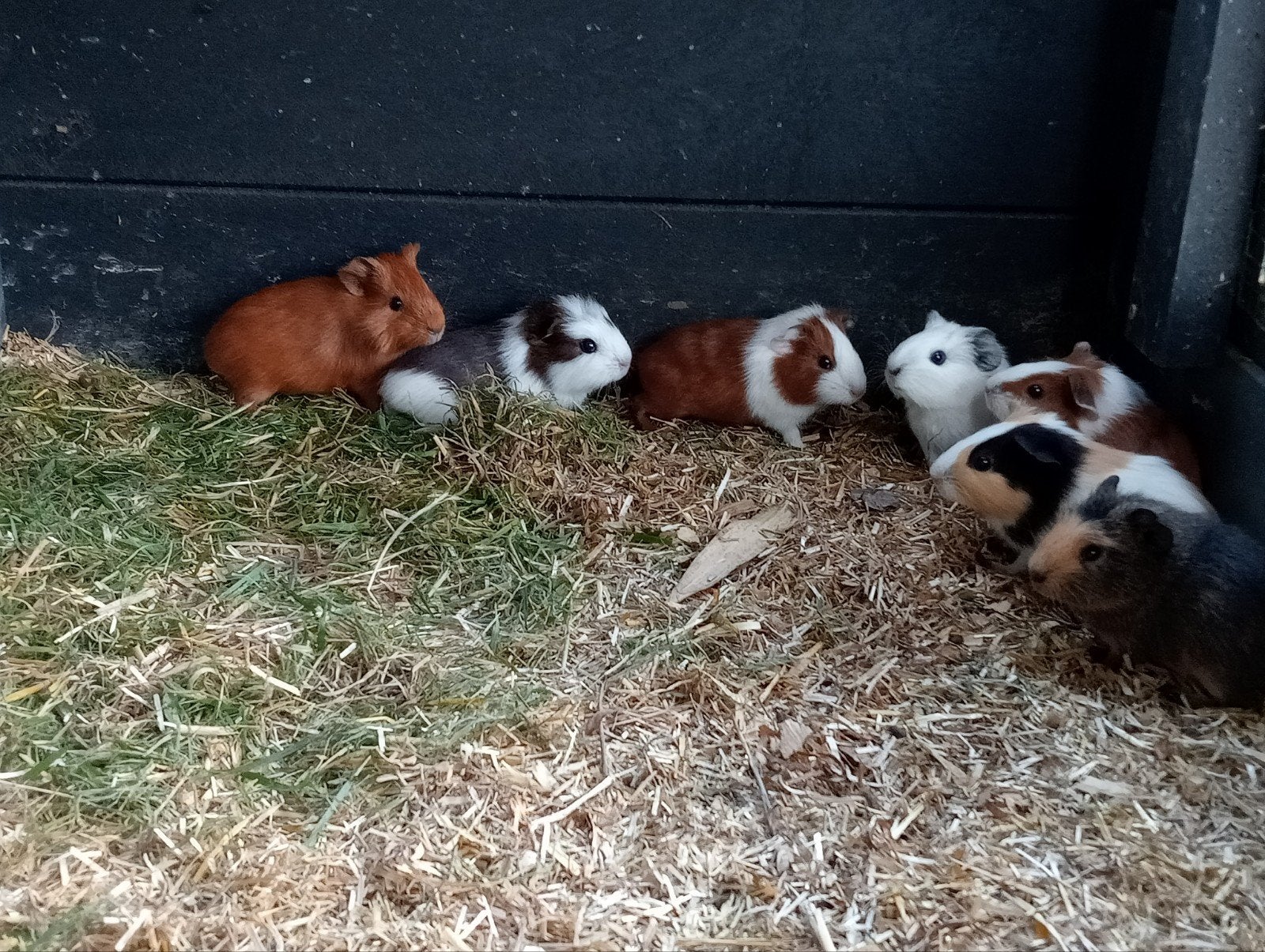 Jonge cavia zeugjes en beertjes, Dieren en Toebehoren, Knaagdieren, Cavia, Juni, Meerdere dieren, Tam