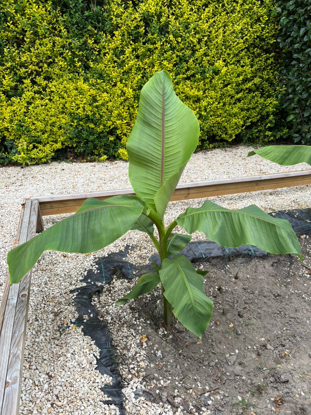 Bananenbomen, Ophalen