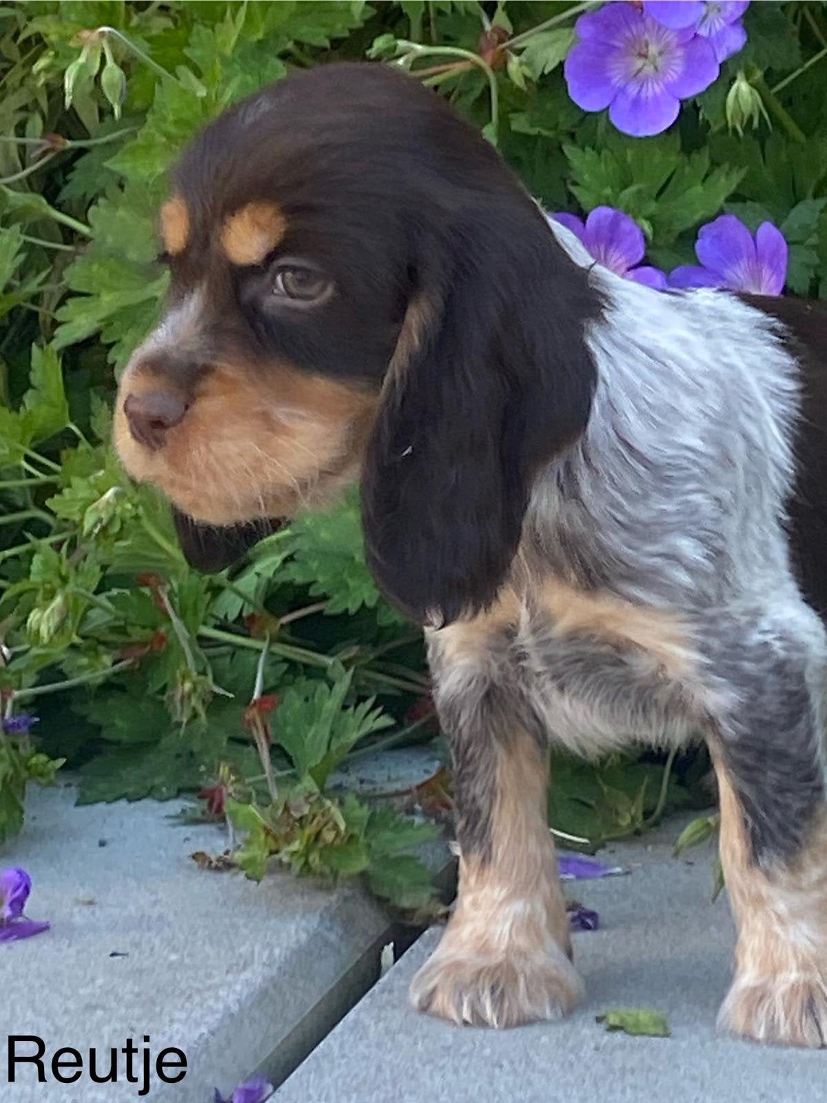 Engelse cocker spaniel pups, Dieren en Toebehoren, Honden | Retrievers, Spaniëls en Waterhonden, Meerdere dieren, Spaniël, Fokker | Professioneel