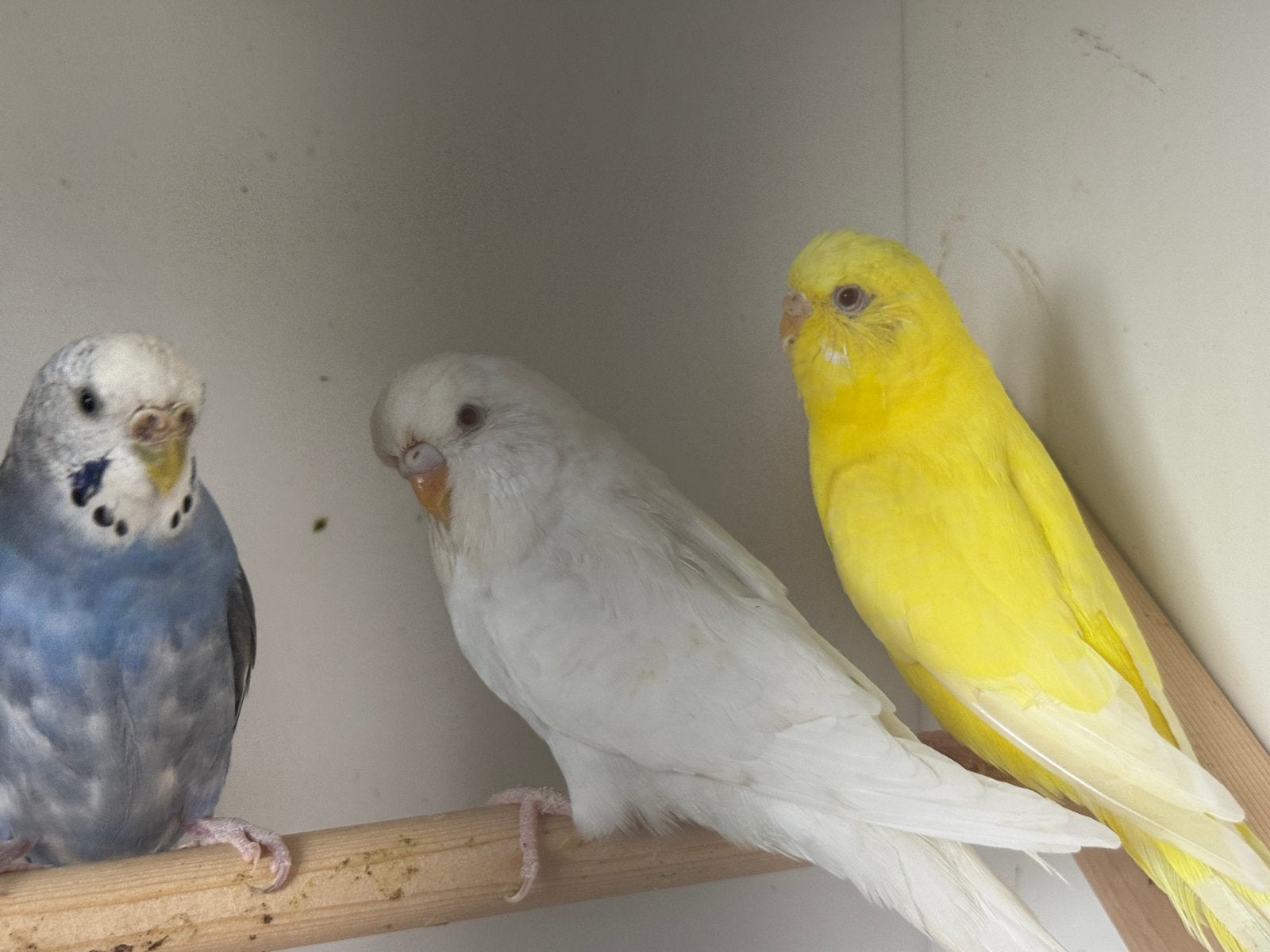 Parkiet te koop, Dieren en Toebehoren