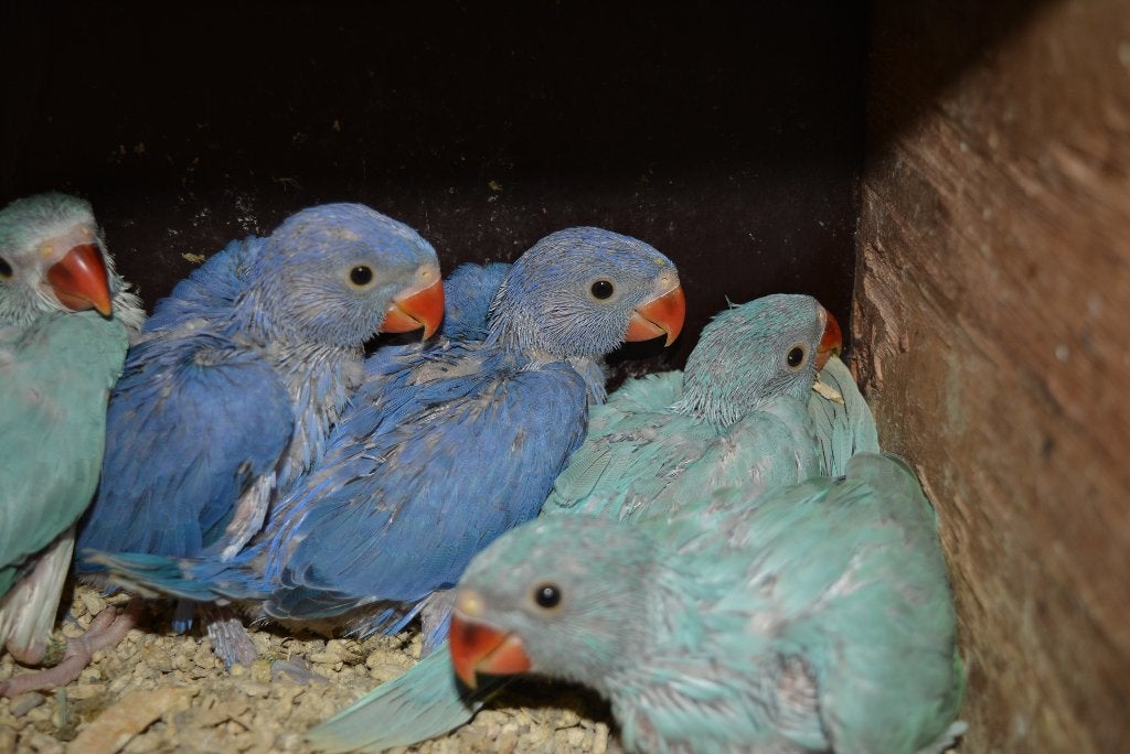 Jonge halsbandparkieten voor handtam, Dieren en Toebehoren, Meerdere dieren, Parkiet, Geringd
