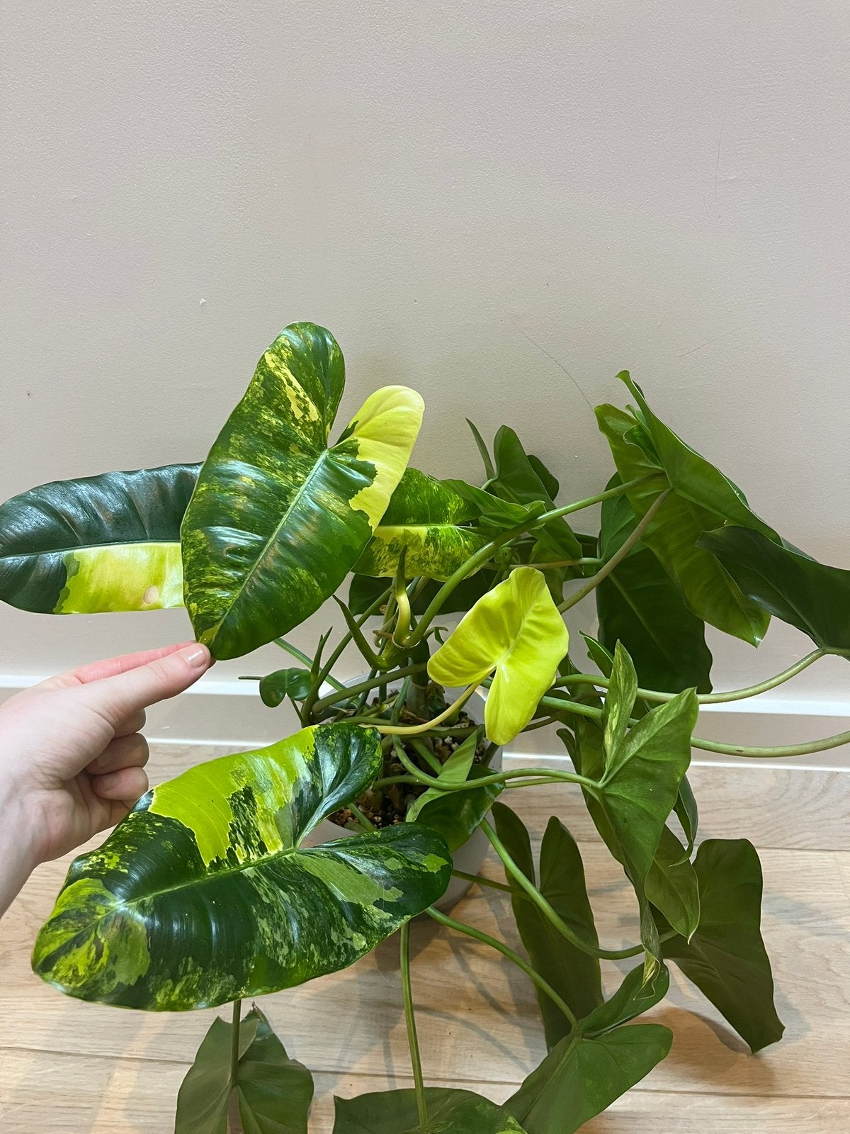 Philodendron Burle MarxVariegated, Huis en Inrichting, Kamerplanten, Ophalen