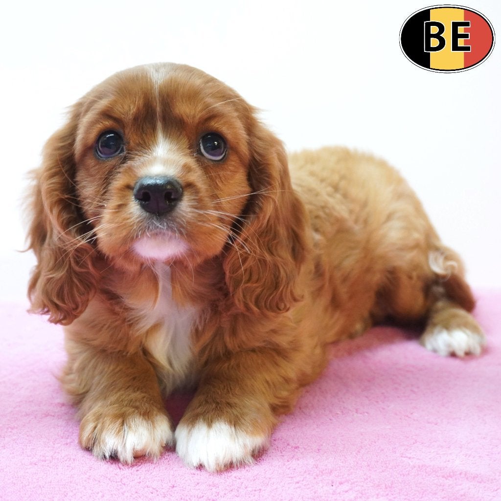 Cavalier King Charles (Ruby) chiots belges à vendre, Commerçant, Maladie de Carré (chiens), Autres races, 8 à 15 semaines