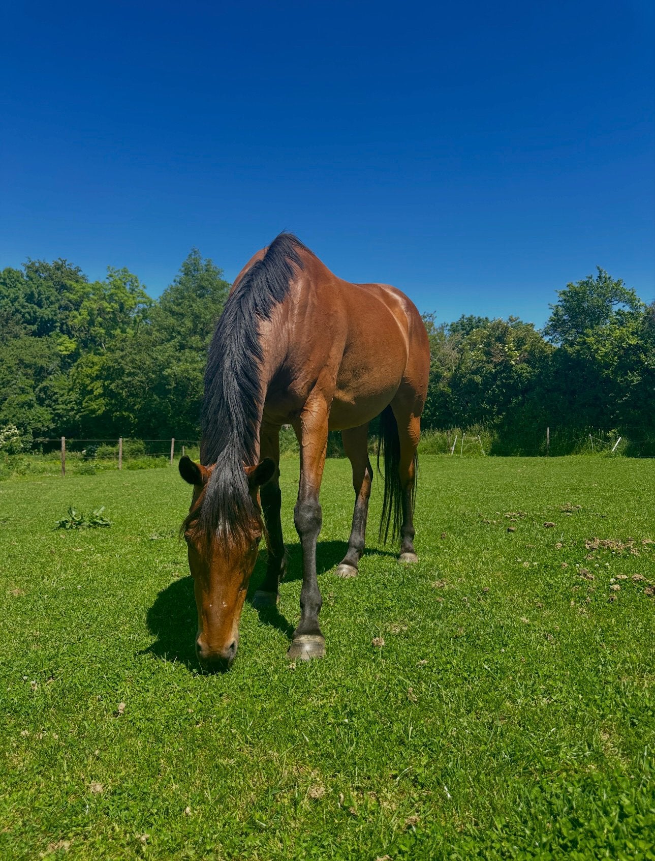 10 jarige volbloed merrie, Dieren en Toebehoren, Merrie