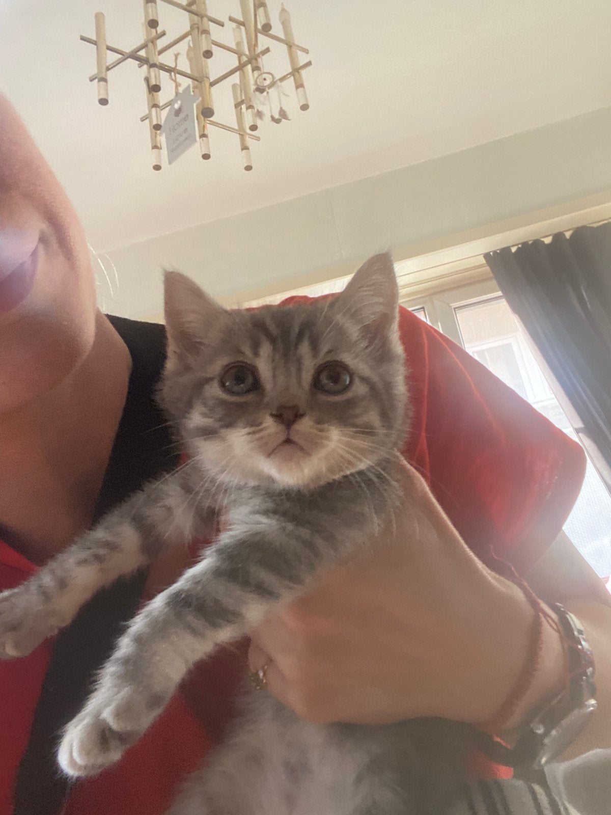 Britse kortharigen kittens, Meerdere dieren, Gechipt, 0 tot 2 jaar