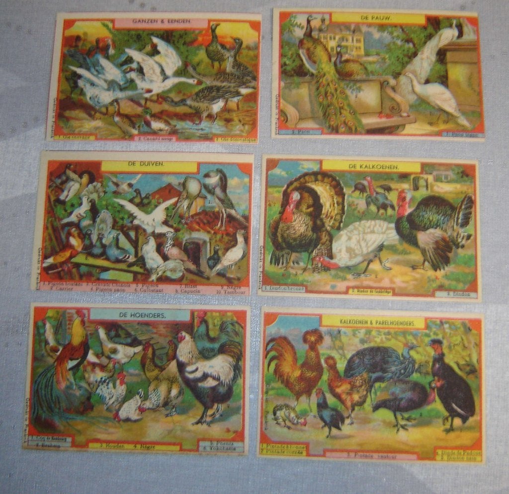 Série Chromos Tape Oies et canards, Avant 1940, Gravure, Utilisé, Autres sujets/thèmes