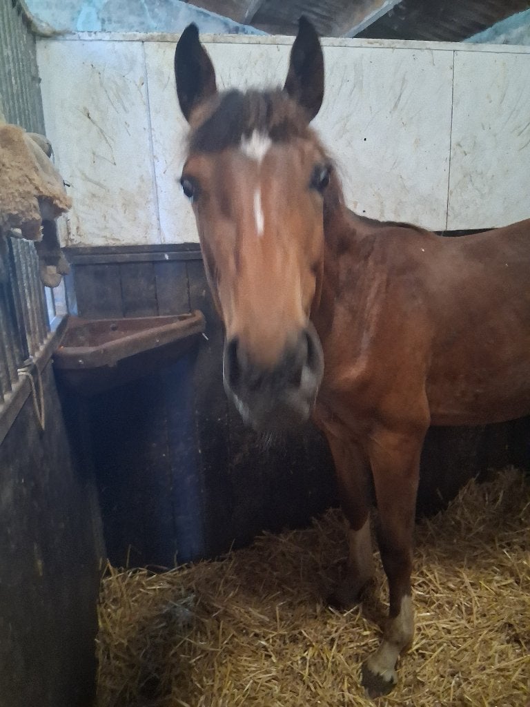 Jaarling hengst Django Z., Dieren en Toebehoren, Springpaard, Minder dan 160 cm, Met stamboom, 0 tot 2 jaar