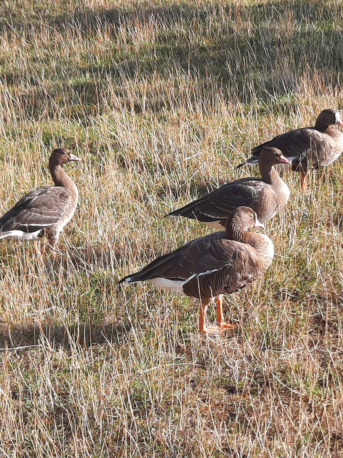 ganzen, Dieren en Toebehoren, Pluimvee