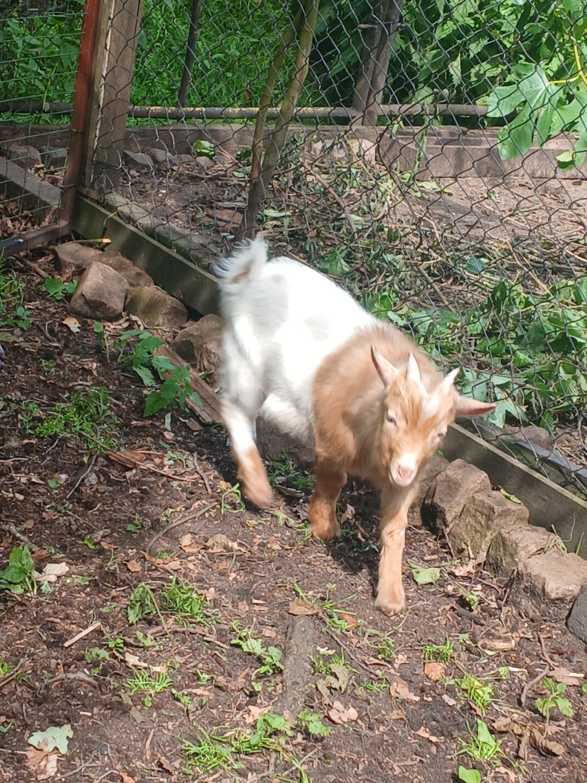 Dwergeit bokje, Dieren en Toebehoren, Schapen, Geiten en Varkens