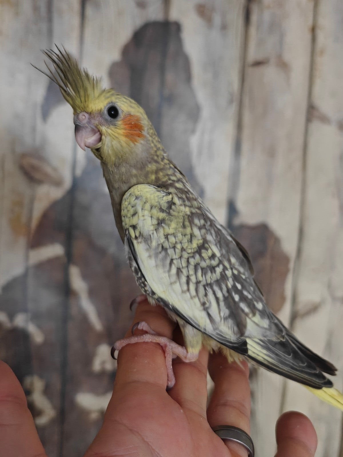 Calopsittes EAM a réserver, Animaux & Accessoires, Oiseaux | Accessoires