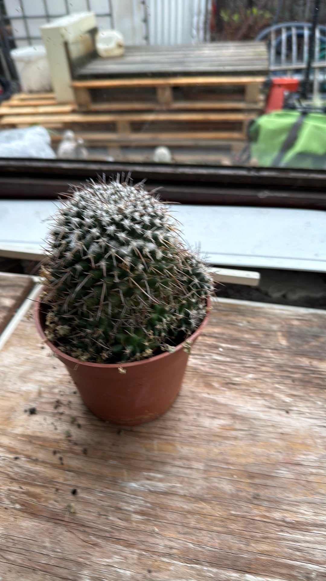 Mammillaria cactus, Ophalen, Cactus