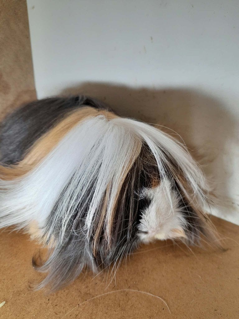 jonge cavias, Dieren en Toebehoren, Juli, Meerdere dieren, Cavia
