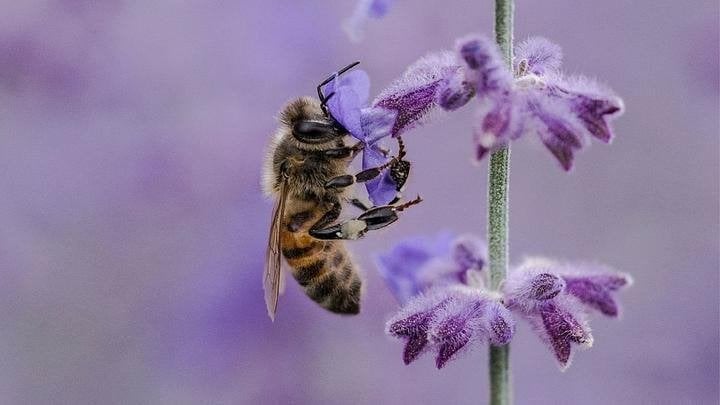 Apiculture, Enlèvement, Jusqu'à 1 ha, Autres destinations