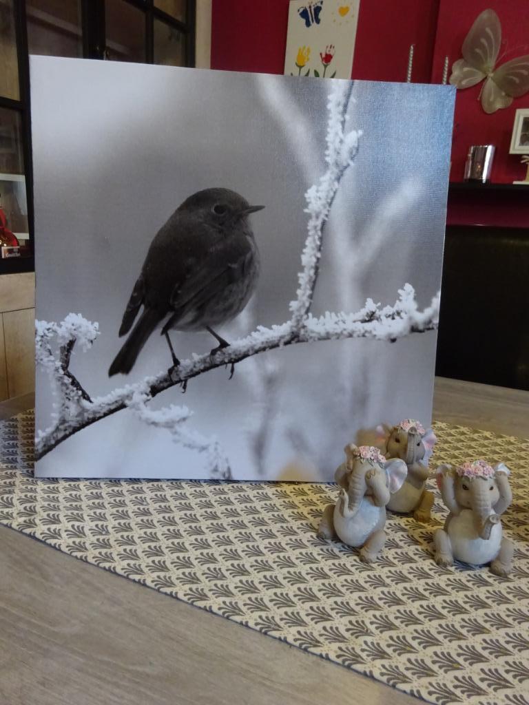 Tableau oiseau 40x40, Enlèvement, Comme neuf, Moins de 50 cm, Moins de 50 cm
