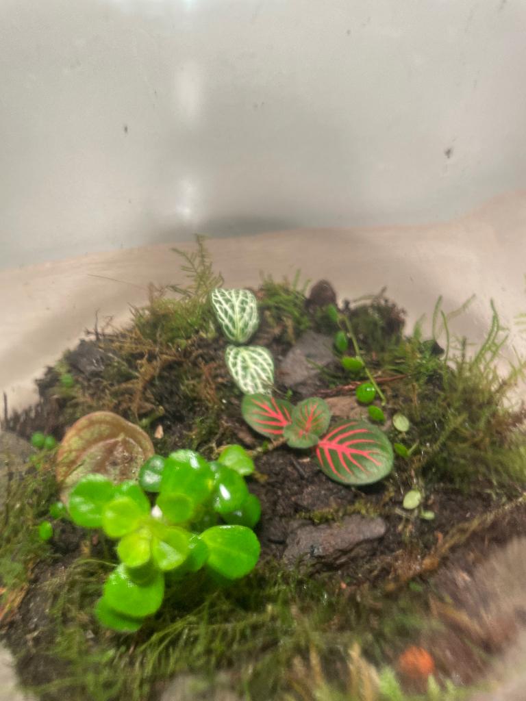 Terrarium, Enlèvement, Ombre complète, Moins de 100 cm