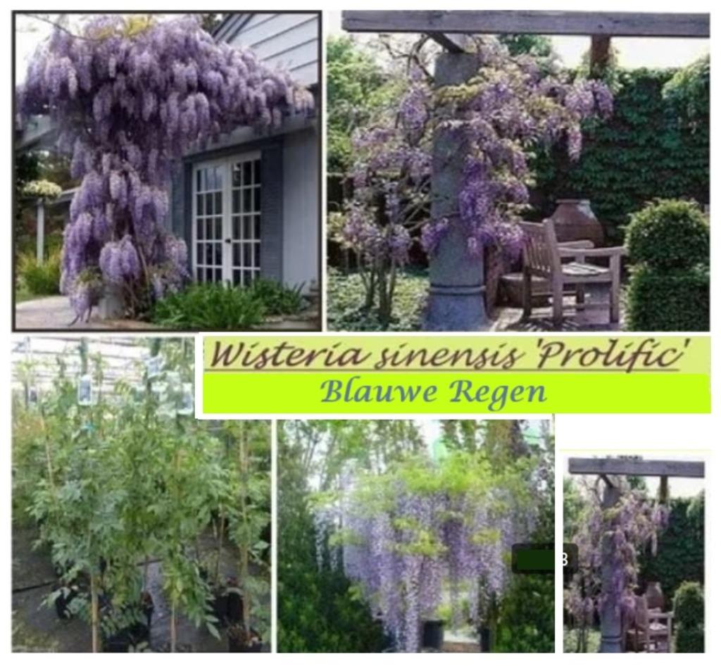 BLAUWE REGEN (WISTERIA), 80/100+cm, in pot 3L, 16€/stuk, Tuin en Terras, Planten | Bomen, Overige soorten, 100 tot 250 cm, Lente