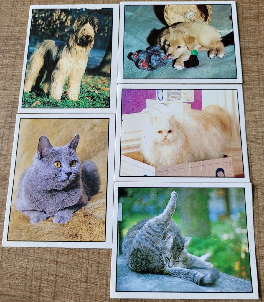 5 Panini stickers reeks Huisdieren, Verzamelen, Ophalen of Verzenden, Gebruikt, Dier en Natuur