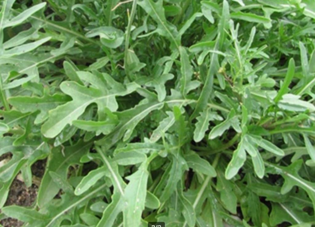 20 zaden fijne rucola, Tuin en Terras, Verzenden, Zaad