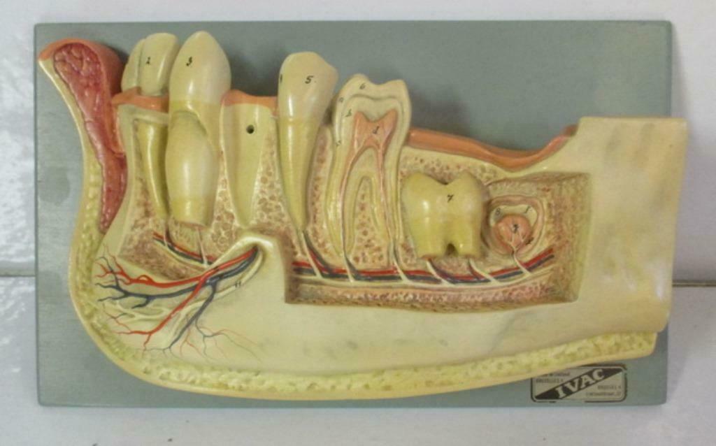 antiek anatomisch model van tanden Ivac Brussel, Antiek en Kunst, Curiosa en Brocante, Verzenden