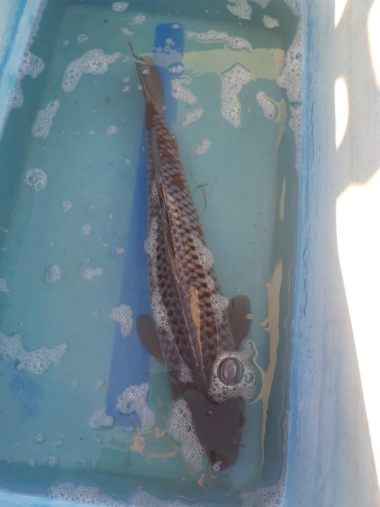 Ociba koi te koop (65cm), Carpe ou Koï