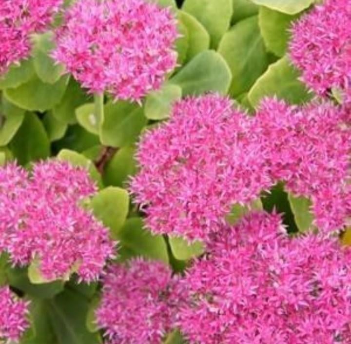 Sedum  vivace belle bouture., Enlèvement ou Envoi