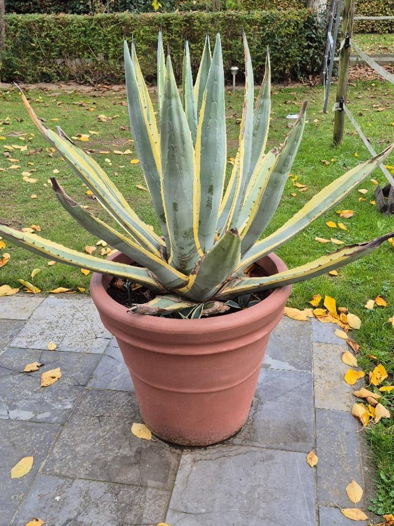 Aloë Vera, Tuin en Terras, Planten | Tuinplanten, Vaste plant, Overige soorten, Volle zon, Bloeit niet, Ophalen