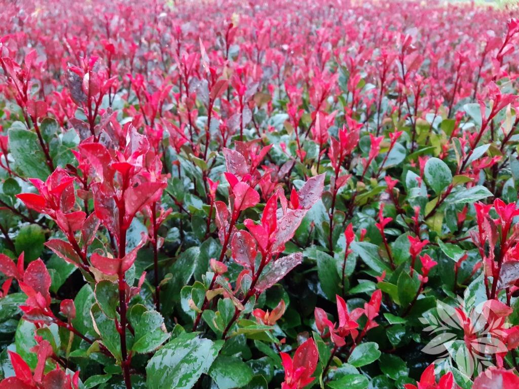 Photina fraseri 'Little Red Robin', Enlèvement
