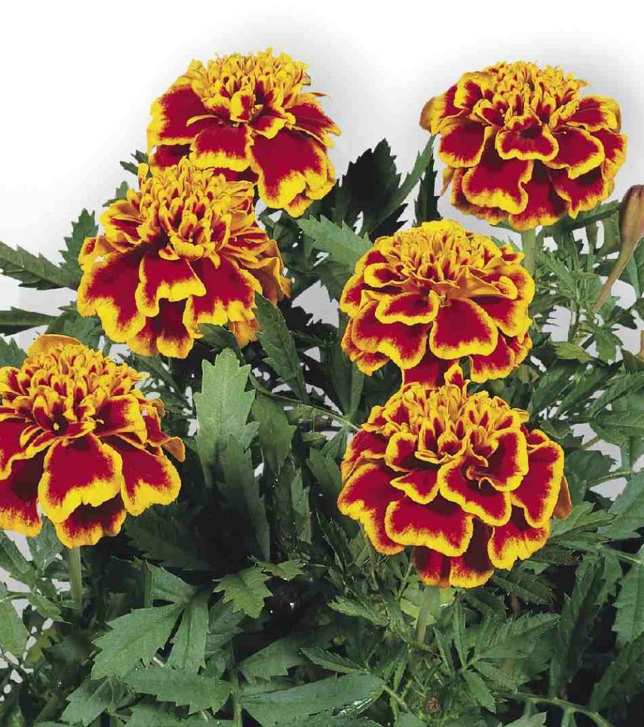 Graines de Tagetes, Enlèvement, Graine