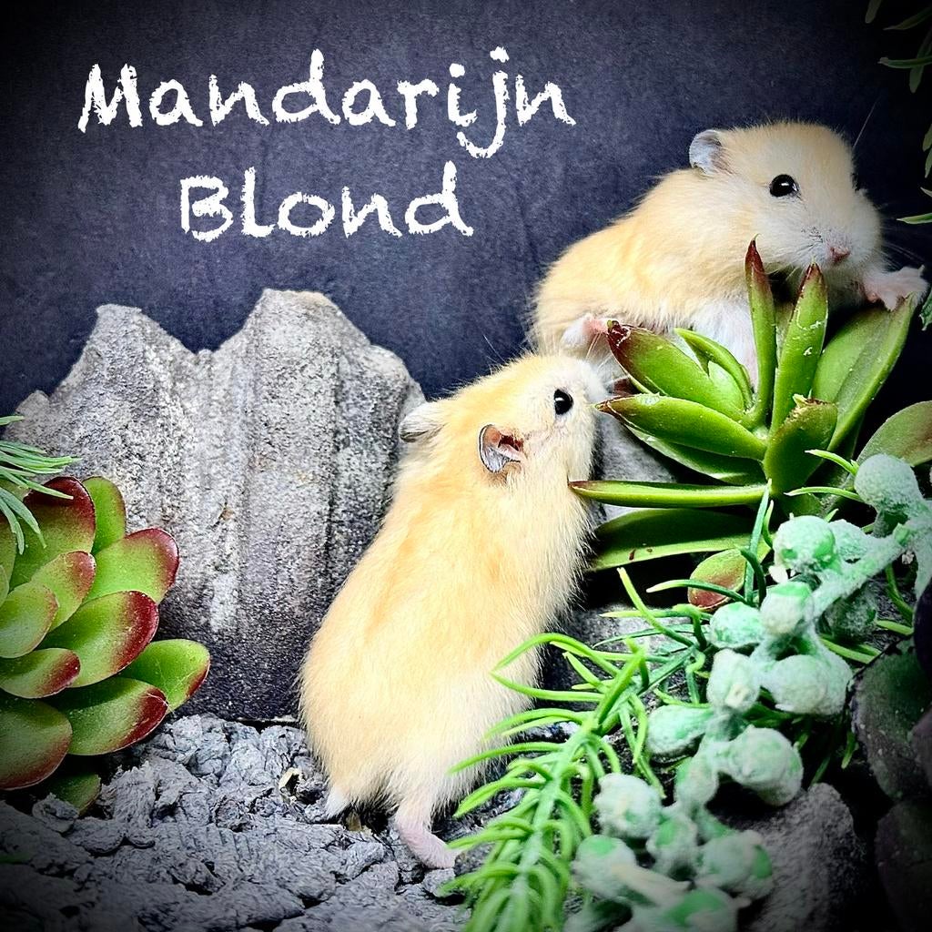 Prachtige alleschattigste Troetelhamstertjes (4-8 weken), Hamster, Février, Domestique, Plusieurs animaux