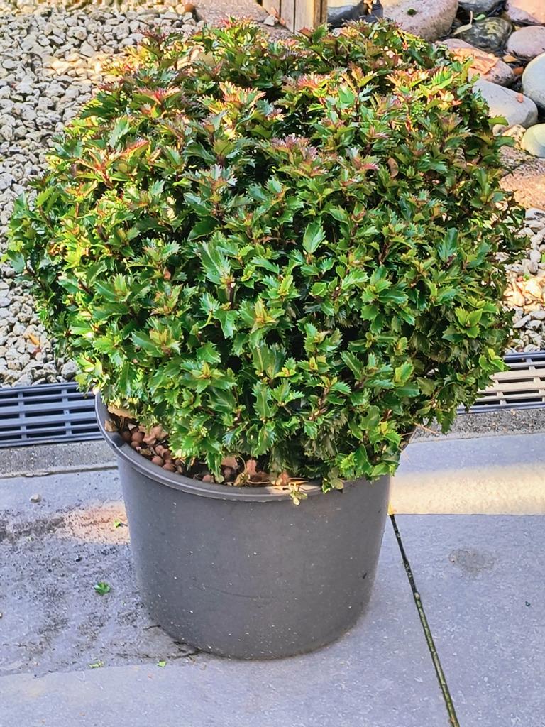 Ilex Crenata Convexa bollen, Ophalen, Hulst, Struik, Minder dan 100 cm
