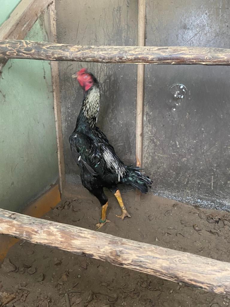 Shamo haan, Dieren en Toebehoren
